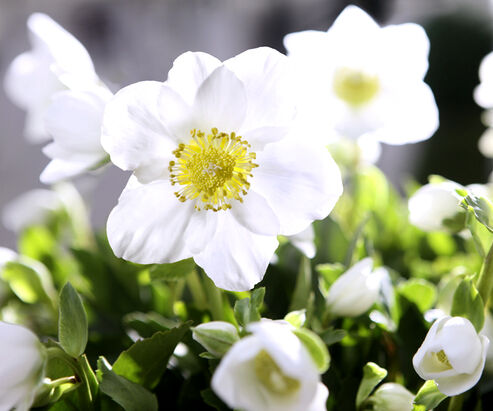 Christmas Rose Jonas with brilliant white starry flowers