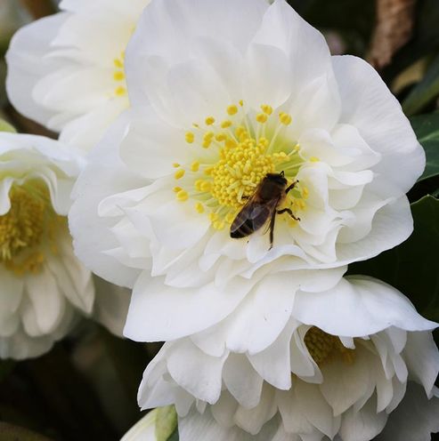 La rosa di Natale Snow Frills come prima fonte di nutrimento delle api selvatiche a febbraio