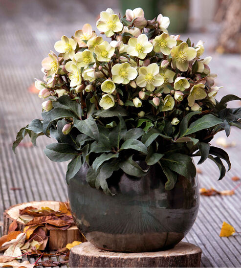 Snow Rose Marlon in a round, deep green earthenware container produces a wealth of flowers on the terrace in December