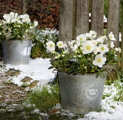 Roses de Noël Wintergold dans un pot en zinc décoré de lichen dans la neige