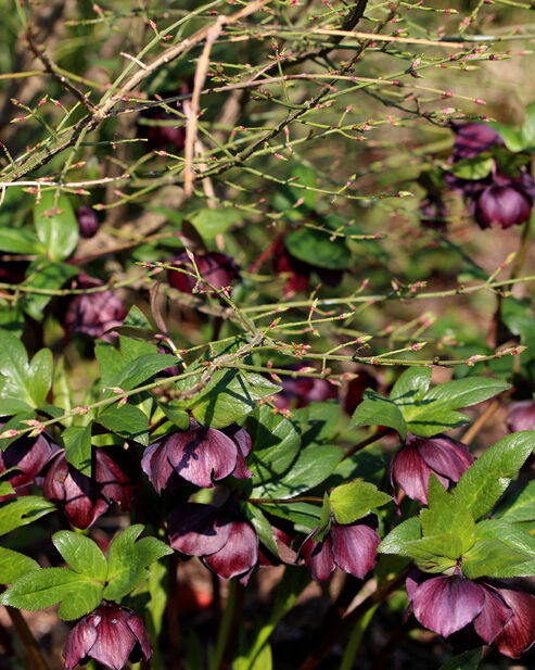 Lenten Rose Regina thrives underneath the deciduous woody shrub that protects it from the blazing summer sun.