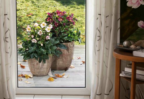 Blick aus dem Terrassenfenster: Ice N Roses Red und Picotee in Terracottatöpfen auf der Terrasse im Dezember