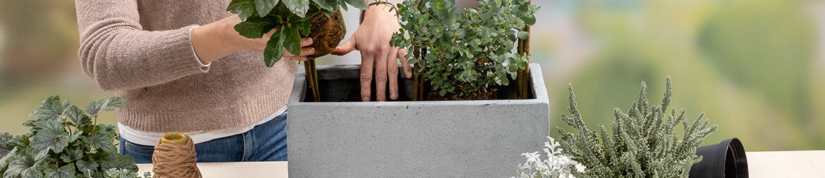 Plant the concrete box with Christmas Roses.