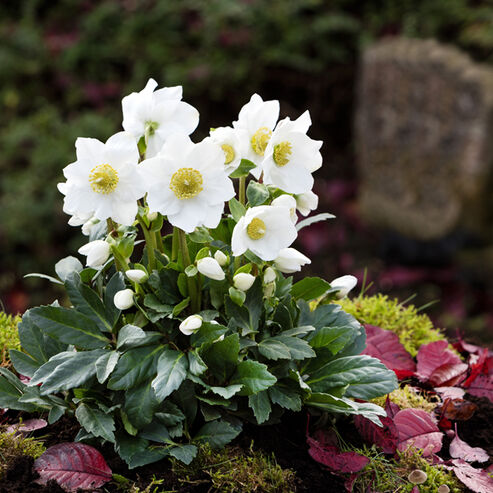 Newly planted Christmas Rose Jonas