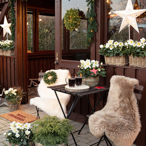 Christmas market atmosphere with fur, mulled wine, candles and Christmas roses in the garden house or on the terrace.