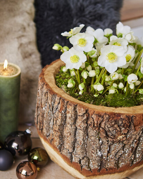 Kerstroos in een houten bak met mos bedekt