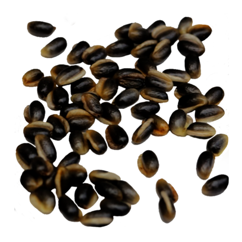 Glossy black Helleborus seeds