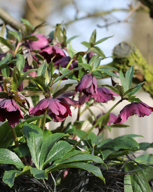 Lenten Rose Roxanne in the January garden