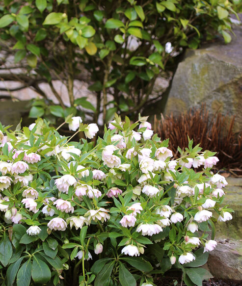 A Camelia planted nearby can also provide shade for Lenten Roses.