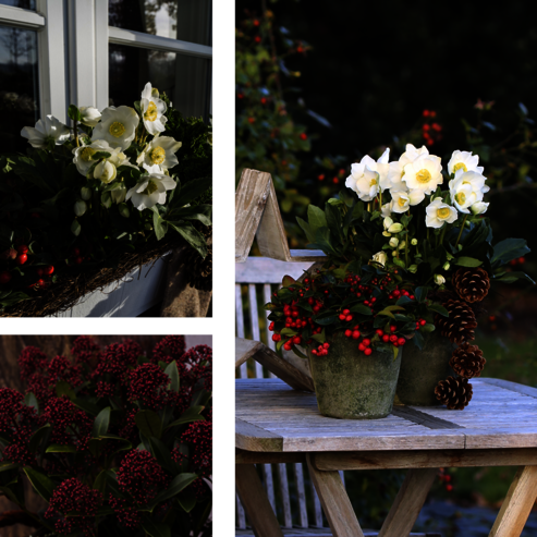 The eye-catching red berries of eastern teaberry (Gaultheria procumbens) match well with the flowers of Christmas Roses and make the species a magnificent partner in window boxes and planters.