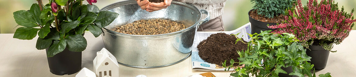 Place a layer of gravel at the bottom of the zinc tub to prevent waterlogging and fill up with soil mix.