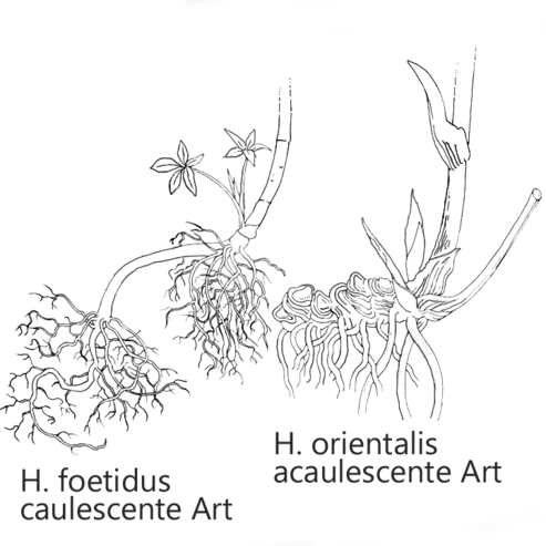 Unterschiedliche aufgebaute Wurzelstöcke zweier Helleborus-Arten