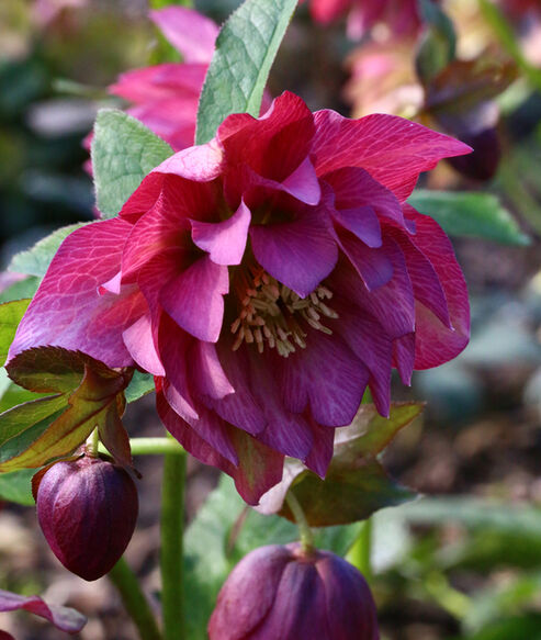 La rose de Carême Frilly Isabelle s'épanouit au jardin fin janvier, arborant ses grandes fleurs doubles de couleur rose