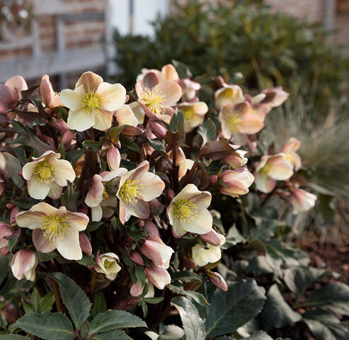 Snow Rose Camelot is beautiful planted in a group of several plants and adds light to any garden at flowering time in December, especially when combined with fescue (Festuca) and rhododendron.