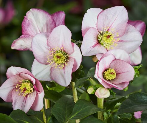 The variety HGC Winter Ballet Liara has especially large bicoloured flowers.