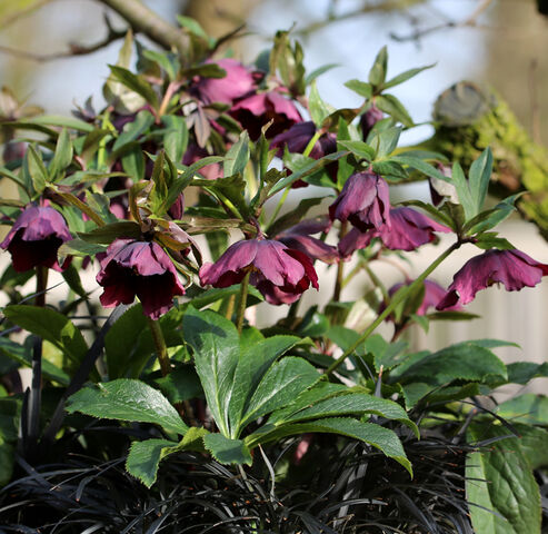 Lenten Rose Roxanne also thrives well in among black mondo plants (Ophiopogon).