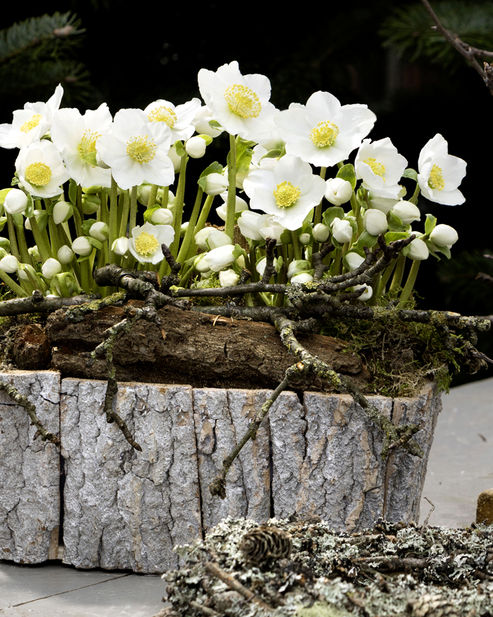Christmas Rose White Christmas® in a wooden box decorated with grey bark and twigs
