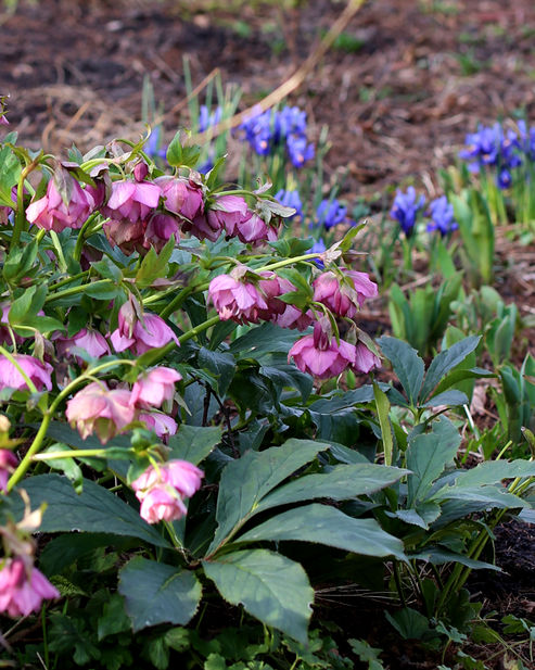 De roze, gevulde bloemen van de lenteroos Elly gaan prachtig samen met de blauwe bloemen van de iris (Iris reticulata).