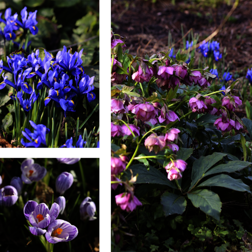 Along with other spring flowers, Snow Roses and Lenten Roses bring the first dashes of colour into the dormant garden.