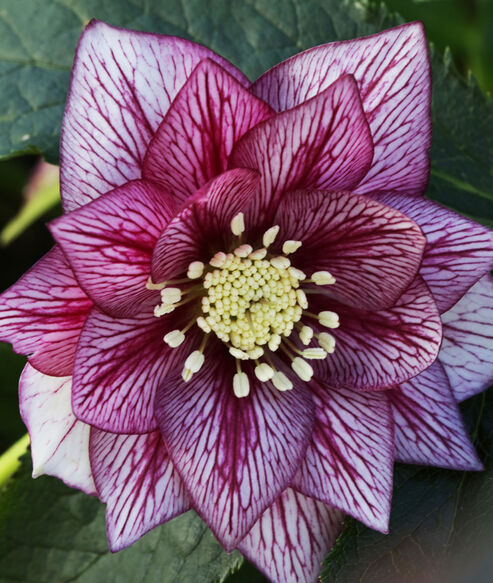 Lily est une rose de Carême très vigoureuse, il faut lui laisser suffisamment d'espace au jardin afin qu'elle puisse s'épanouir pleinement