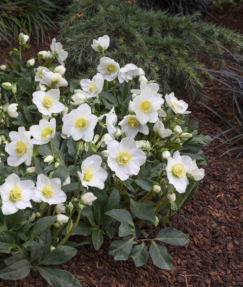 Christmas Rose Wintergold planted out in a bed with conifers and mondo plants (Ophiopogon) in December