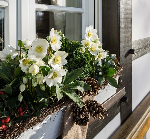 Christmas Rose Wintergold with eastern teaberry (Gaultheria procumbens), hinoki cypress (Chamaecyparis obtusa 'Nana gracilis') and pinecones in a window box