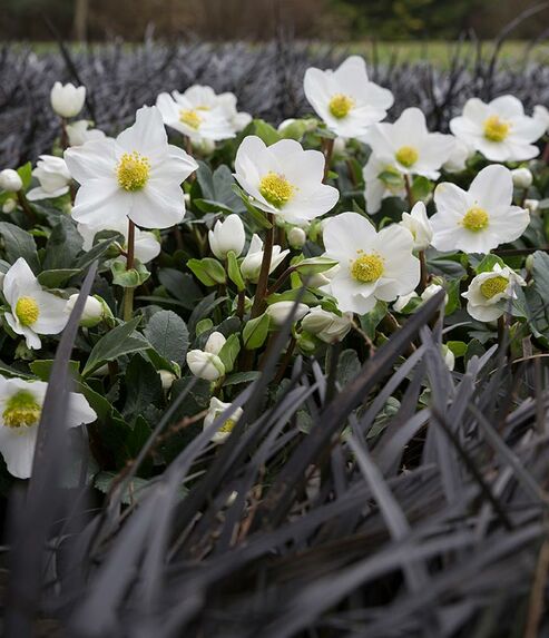 Christmas Rose Jubelio with snowy white flowers sandwiched between black mondo plants (Ophiopogon) in the garden