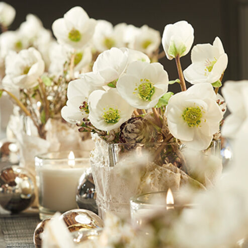 Christrosenblüten im Wachsgefäß für die Festtafel.