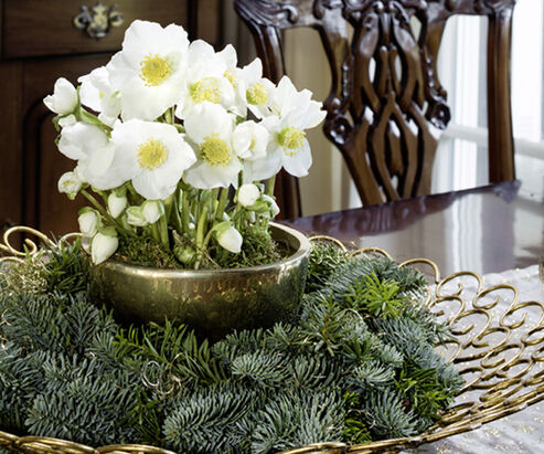 Kerstroos in een goudkleurige pot op een krans van dennentakken in een decoratieve schaal