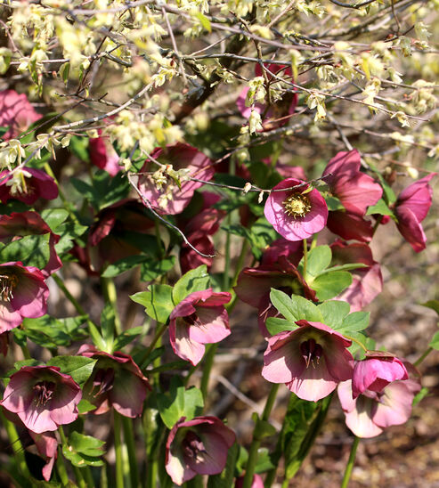 Lenten Rose Bridget thrives very well underneath a hazel shrub (Coryllus avellana) that provides shade during the summer. Alternative shady shrubs include forsythia (Forsythia x intermedia) and witch hazel (Hamamelis).