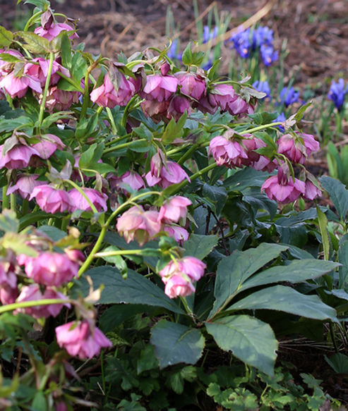 Lenten Rose Elly next to blue iris and tulips in the spring garden