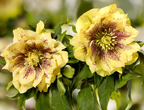 La rose de Carême à croissance compacte Abby convient aussi parfaitement pour la plantation en jardinières et en pots ou bacs