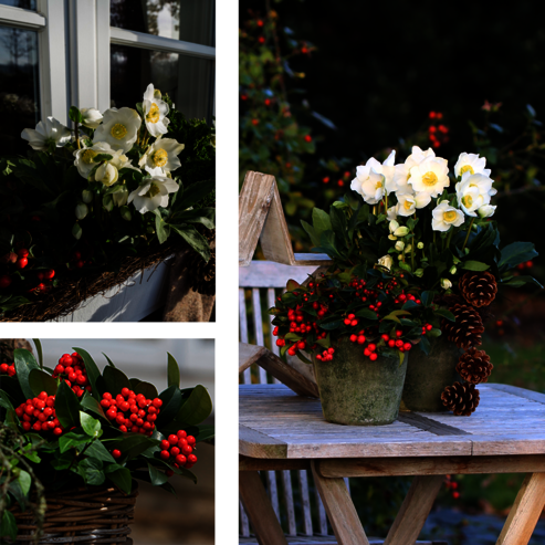 Vor allem rote Beerenpflanzen (z.B. Gaultheria oder Skimmia) verleihen jedem Pflanzarrangement einen weihnachtlichen Hauch. Aber auch weiße, rosa und blaue Beeren passen wunderbar zu Christrosen und Schneerosen.