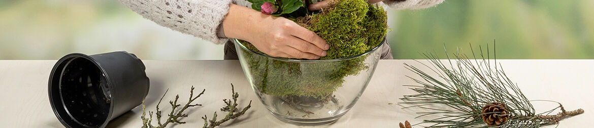 Water the Christmas Rose well, allow to drain and place in the glass bowl.