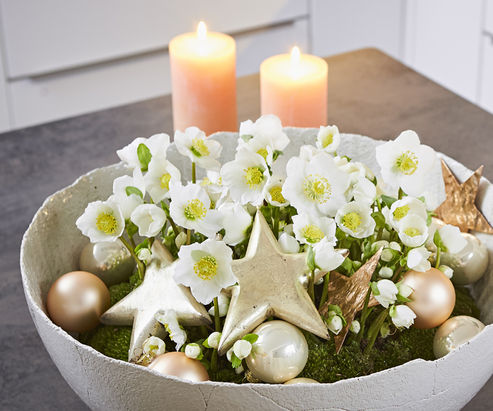 Christmas Rose White Christmas in an earthenware dish, festively decorated with Christmas glitter balls and stars, for a place in the home
