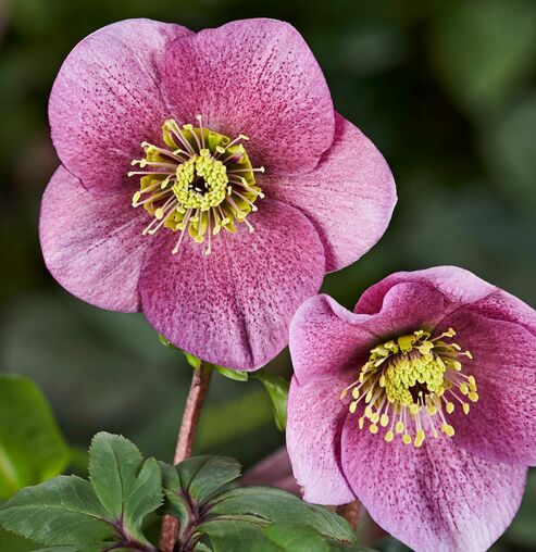 The free-flowering Winter Ballet varieties are available in many different flower colours.