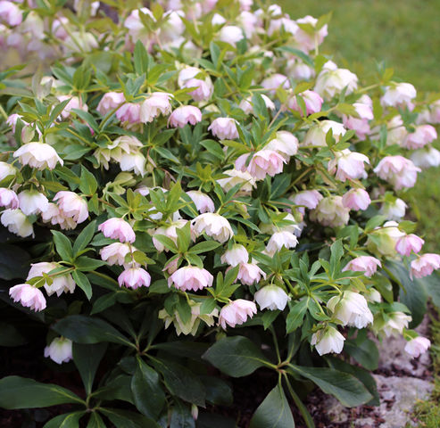Wealth of flowers in spring – Lenten Roses can reach more than 50 cm in diameter if planted in the right place