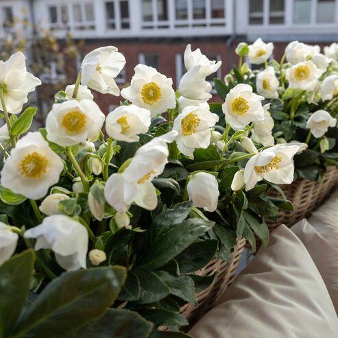 Matching the boho look: Christmas roses in light wicker boxes.