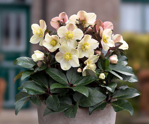 Rosa d’inverno Cinnamon Snow con un tocco di color cannella sui fiori in un vaso di terracotta all’ingresso di casa