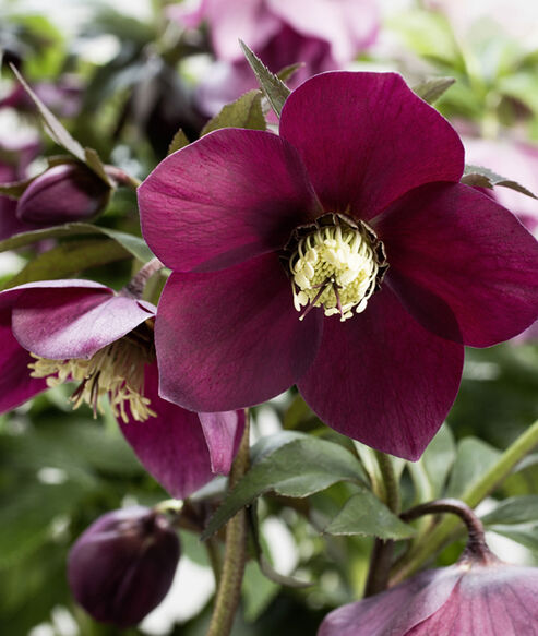 La rose de Carême John Hopkins a des fleurs couleur rouge sombre, elle fleurit début février jusqu'à la fin du printemps