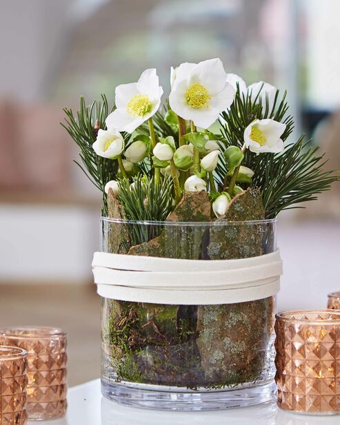 Christmas Rose in a glass from the living room table decorated with bark, twigs and moss.