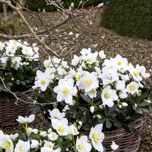 Christmas Rose Jubileo in shallow baskets