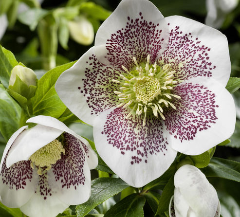 Lenten Rose Conny has large white flowers with lots of small red speckles