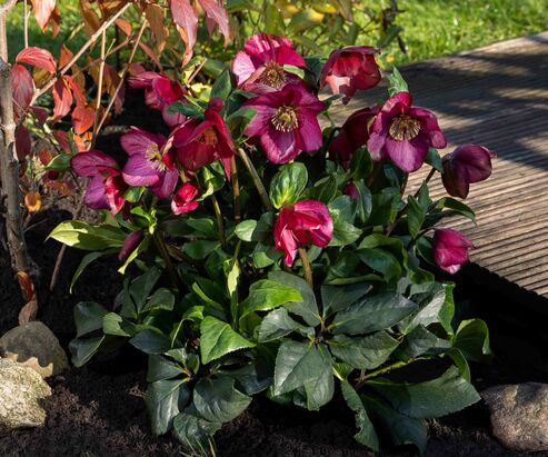 The extra large red flowers of the variety HGC Winter Ballet Leona add a dash of colour to the December garden.