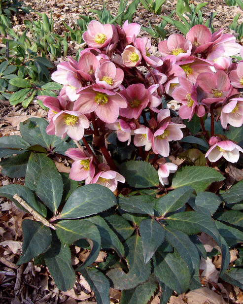 Snow Rose Pink Frost next to spring flowers in March