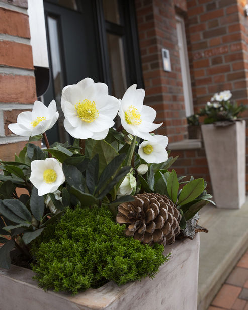 La rosa di Natale con veronica variegata (Hebe x andersonii) e pigne in un vaso di terracotta creano un’accogliente atmosfera di benvenuto all’ingresso di casa