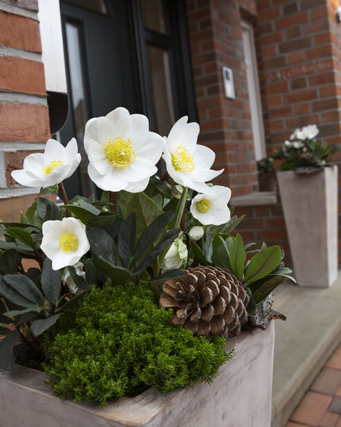 Christmas Rose with shrubby veronica (Hebe x andersonii) and pinecones in an earthenware container provide an atmospheric welcome on the doorstep