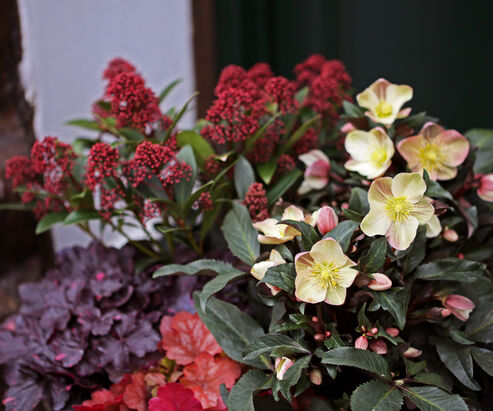 Snow Rose Camelot produces cream to copper-coloured flowers that combine perfectly with variegated alum root (Heuchera) and skimmias.