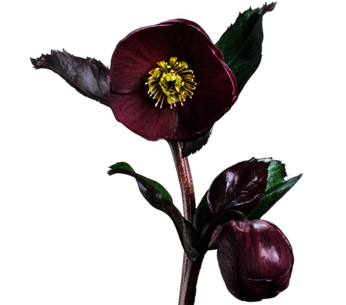 Auch die Ice N Roses eignen sich hervorragend als Schnittblume für Wohnraum und Wintergarten.