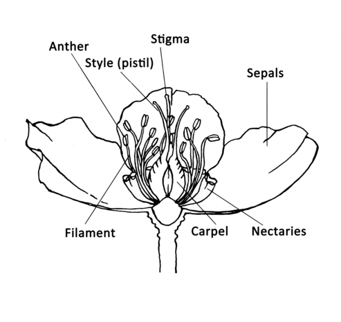 Structure of a Helleborus flower